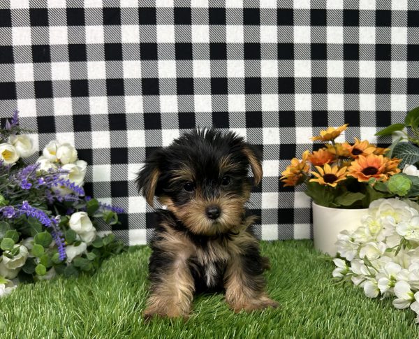 Jojo The Yorkie - Image 6