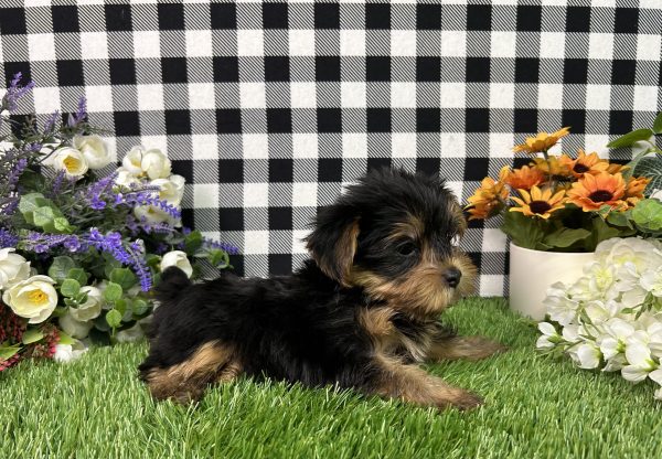 Jojo The Yorkie - Image 5