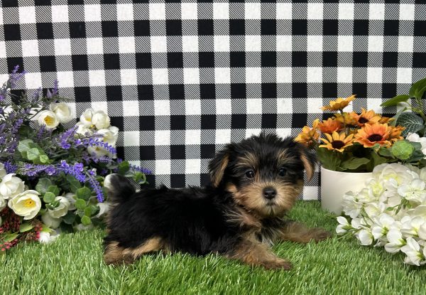 Jojo The Yorkie - Image 4