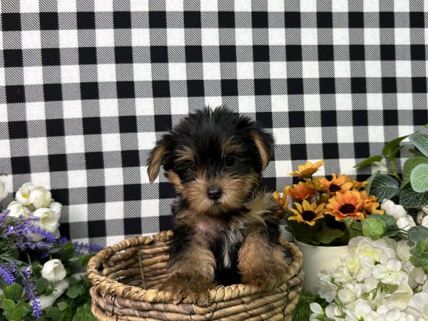 Jojo The Yorkie - Image 3