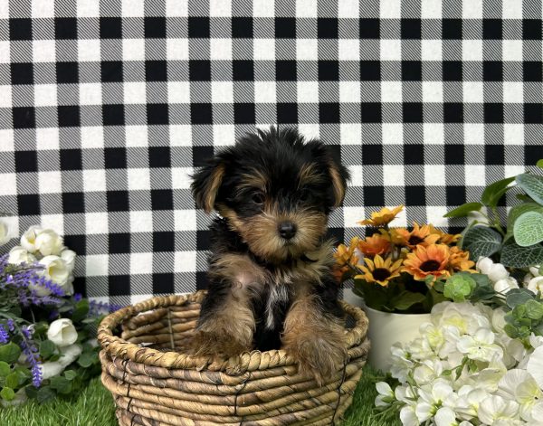 Jojo The Yorkie - Image 2