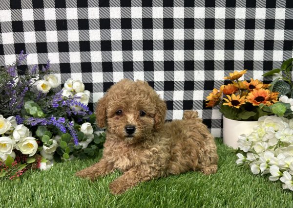 Mila The Mini Poodle