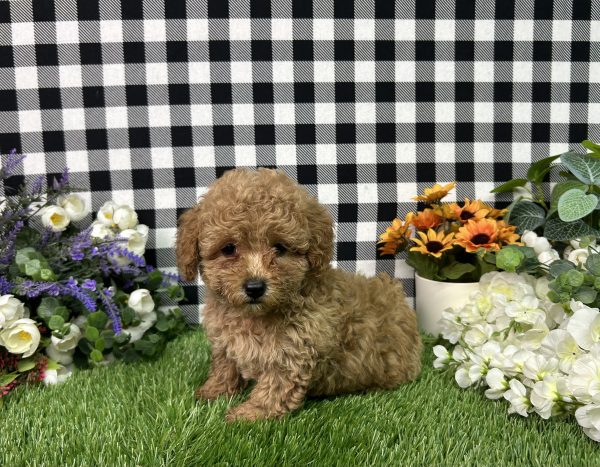 Mila The Mini Poodle - Image 2