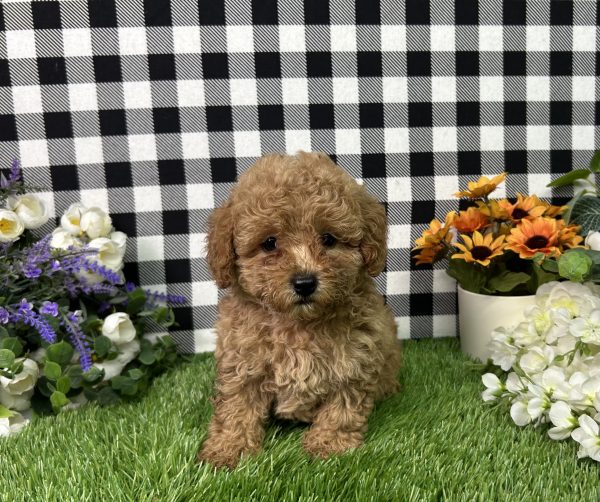 Mila The Mini Poodle - Image 3