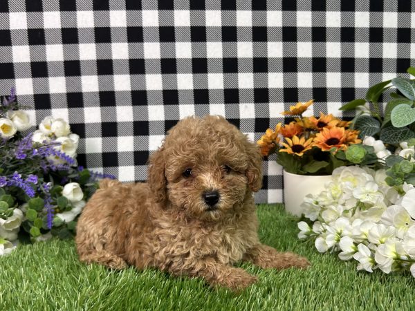 Mila The Mini Poodle - Image 4
