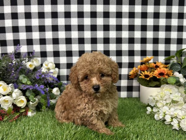 Mila The Mini Poodle - Image 5