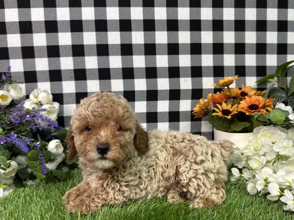 Boomer The Mini Poodle