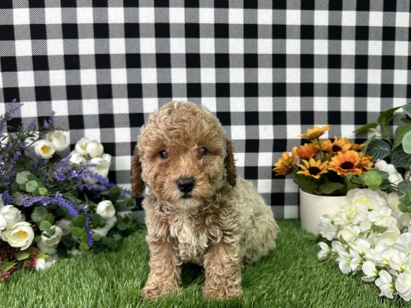 Boomer The Mini Poodle - Image 3