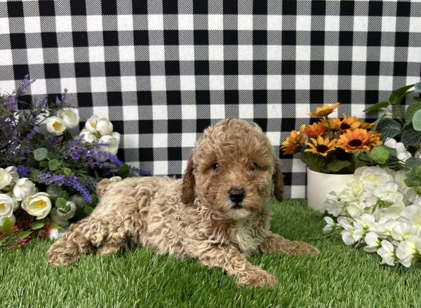 Boomer The Mini Poodle - Image 2