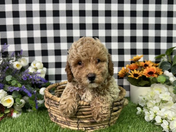 Boomer The Mini Poodle - Image 4