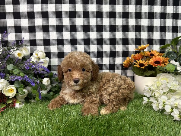 Fannie The Mini Poodle - Image 6