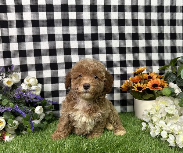 Fannie The Mini Poodle