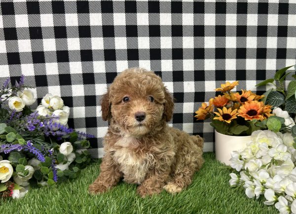 Fannie The Mini Poodle - Image 5