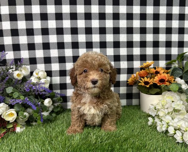 Fannie The Mini Poodle - Image 4