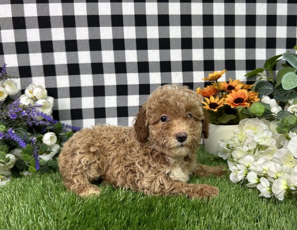 Fannie The Mini Poodle - Image 3