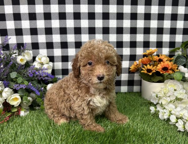 Fannie The Mini Poodle - Image 2