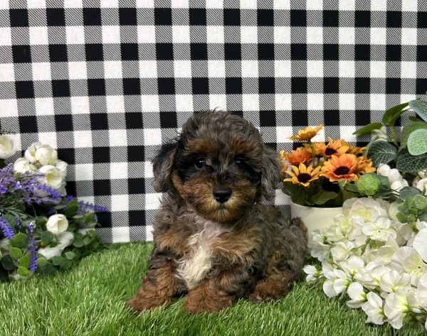 Chrome The Mini Poodle - Image 6