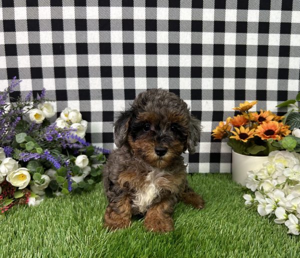 Chrome The Mini Poodle - Image 5