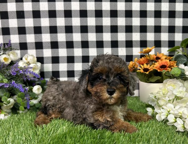 Chrome The Mini Poodle