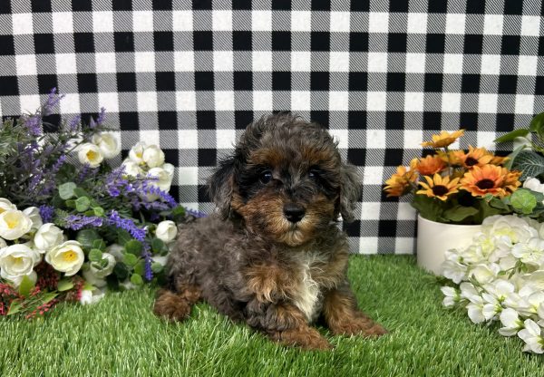 Chrome The Mini Poodle - Image 3