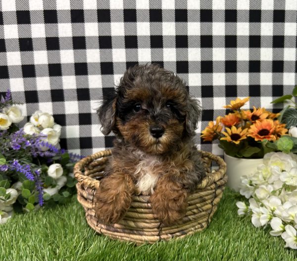Chrome The Mini Poodle - Image 2