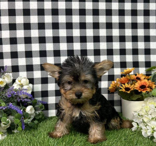 Hailey The Yorkie - Image 7