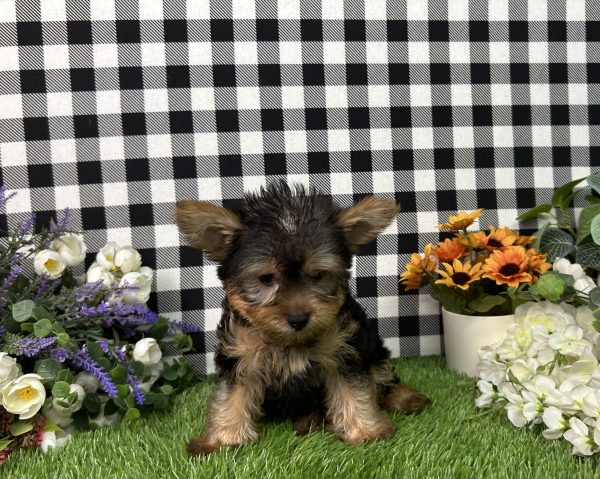 Hailey The Yorkie - Image 6