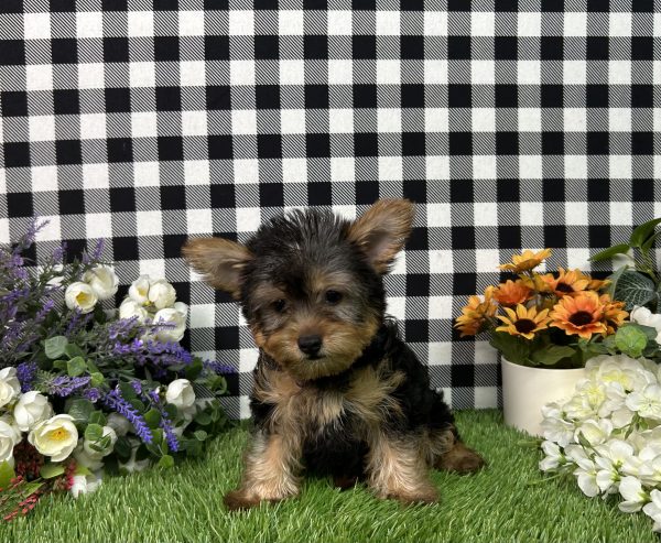 Hailey The Yorkie - Image 5