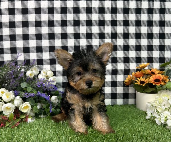 Hailey The Yorkie - Image 4