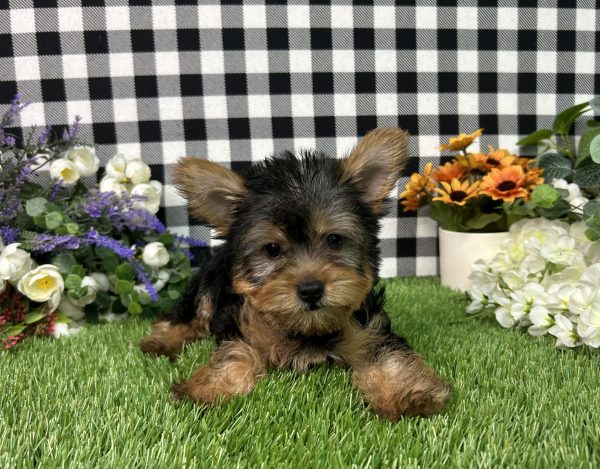 Hailey The Yorkie