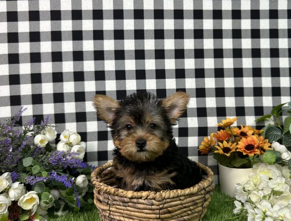 Hailey The Yorkie - Image 3