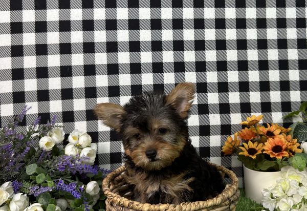 Hailey The Yorkie - Image 2