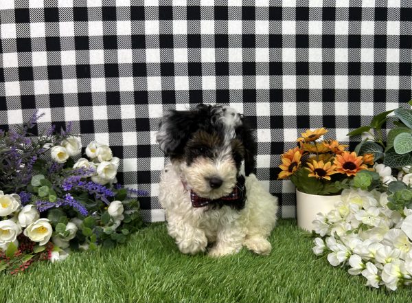 Teddy The Maltipoo - Image 2