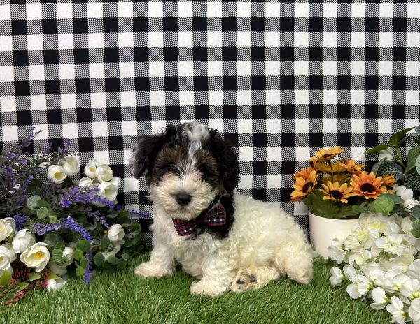 Teddy The Maltipoo - Image 3