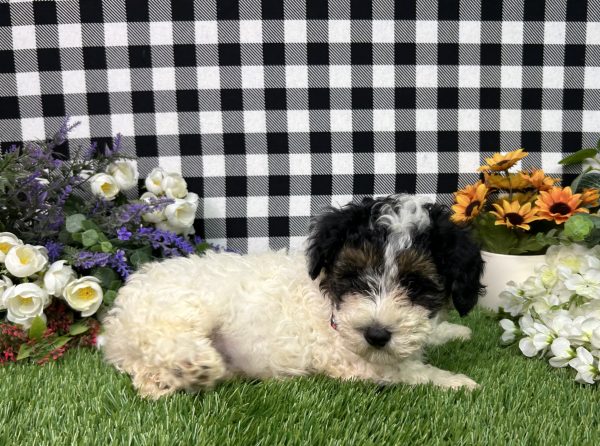 Teddy The Maltipoo - Image 5