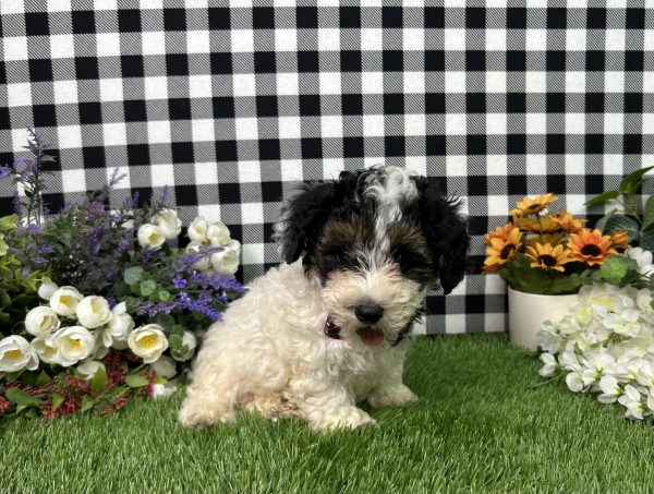 Teddy The Maltipoo - Image 6