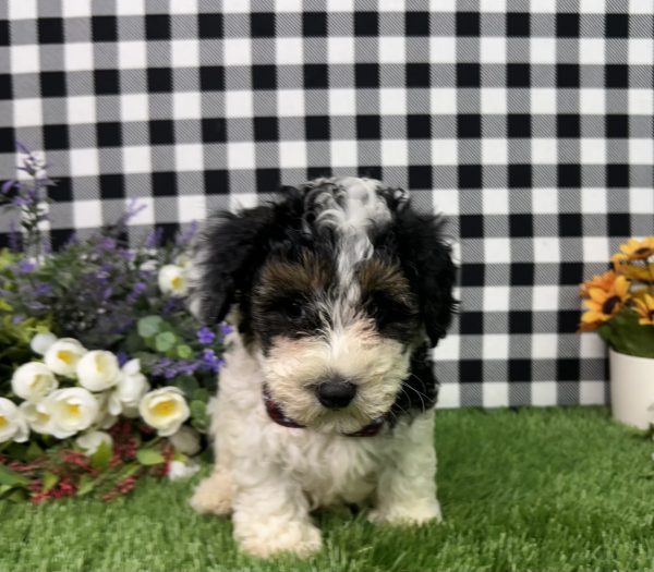 Teddy The Maltipoo - Image 7