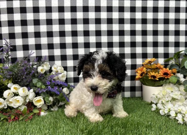 Teddy The Maltipoo - Image 8