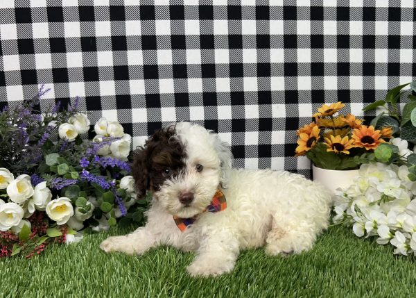 Patch The Maltipoo