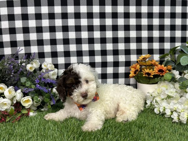 Patch The Maltipoo - Image 2