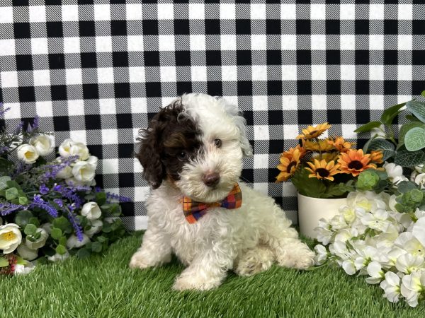Patch The Maltipoo - Image 3