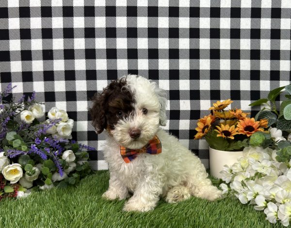 Patch The Maltipoo - Image 4