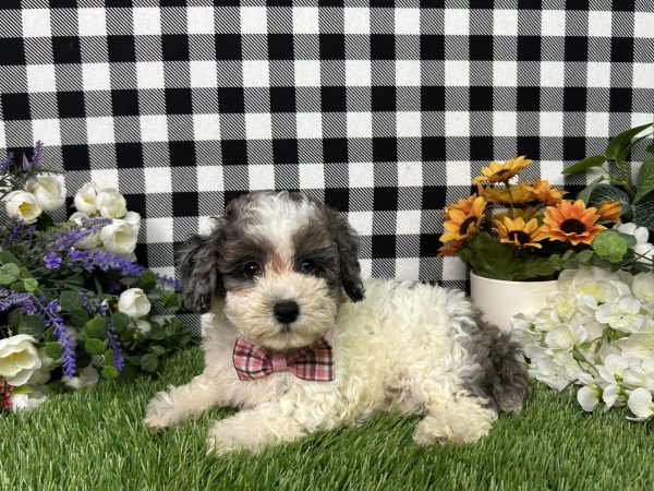 Addie The Maltipoo - Image 3