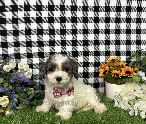 Addie The Maltipoo - Image 2