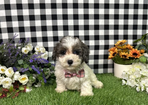 Addie The Maltipoo - Image 5