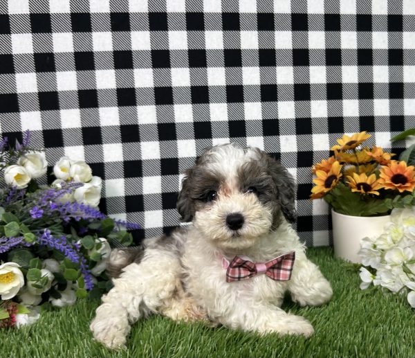 Addie The Maltipoo - Image 4