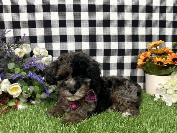 Annie The Maltipoo