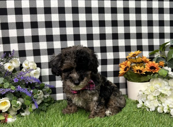 Annie The Maltipoo - Image 2