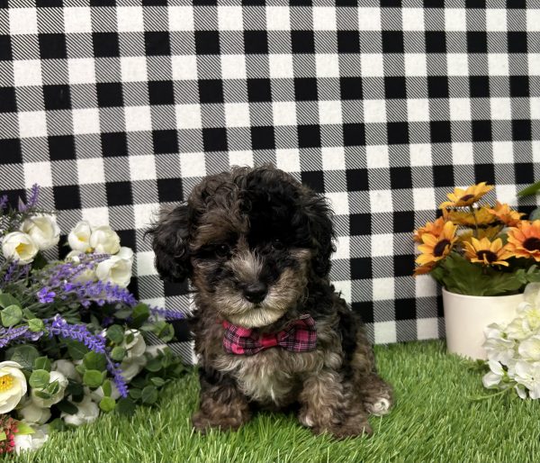 Annie The Maltipoo - Image 3