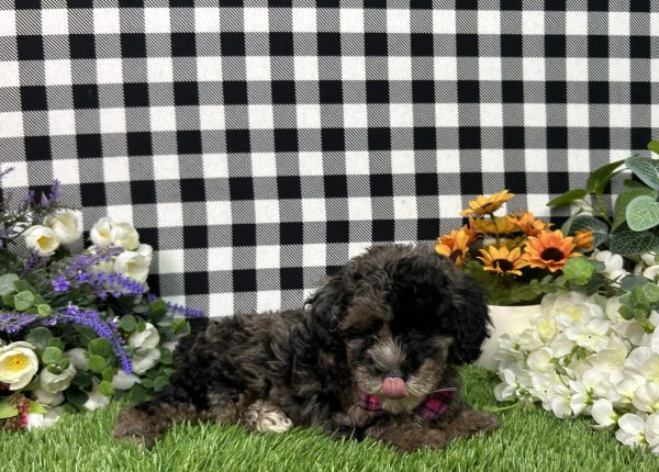 Annie The Maltipoo - Image 4